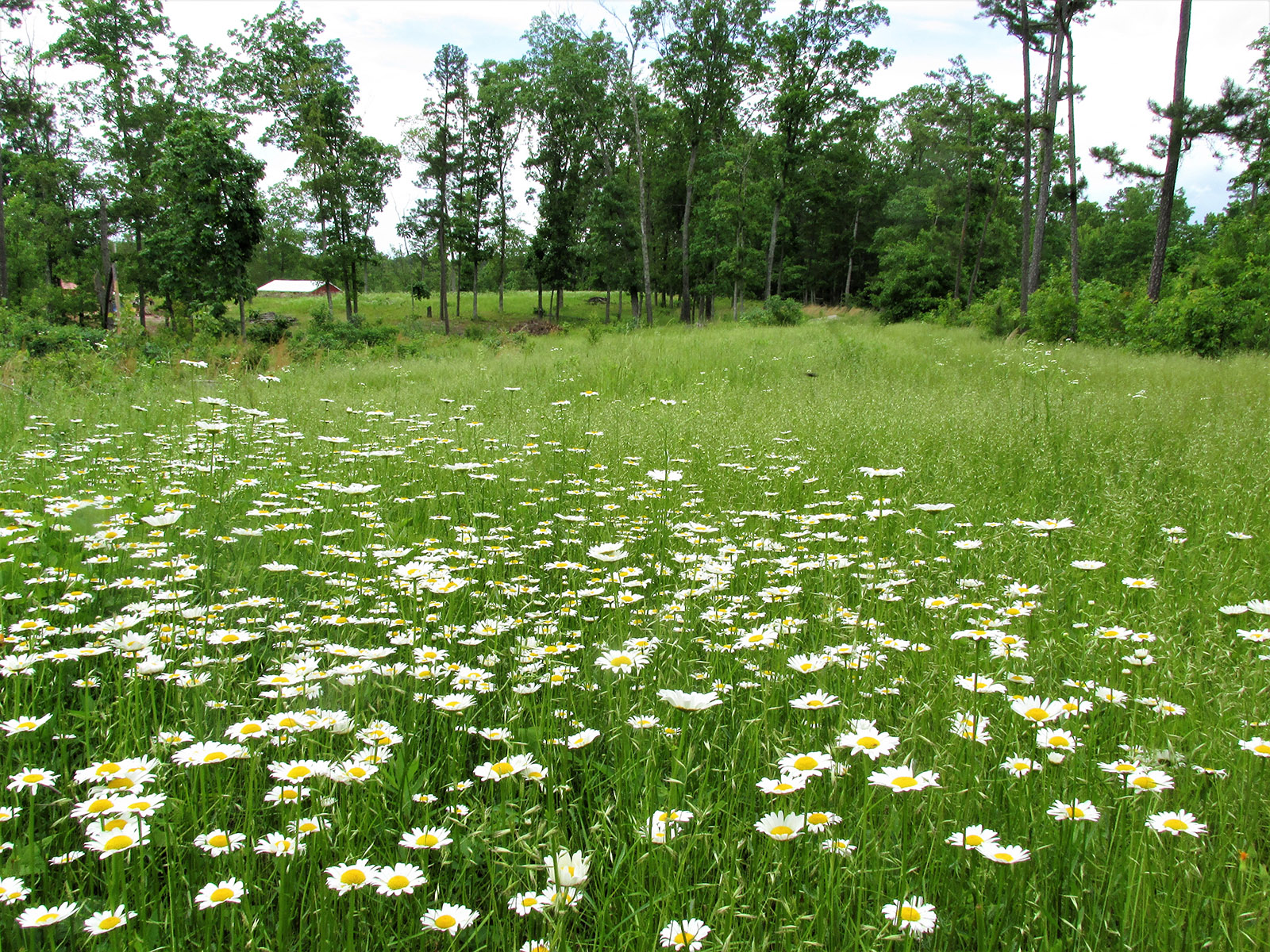Connecting Children and Nature